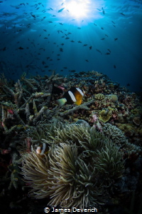 Sunburst over anemone by James Deverich 